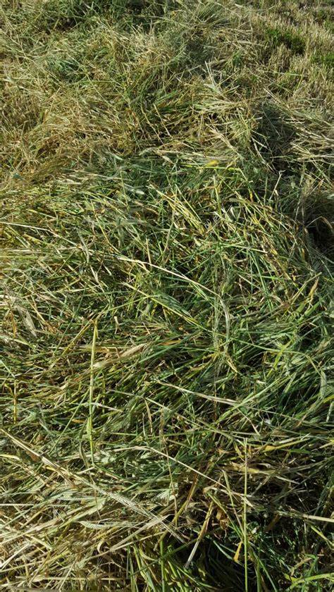 Barley/lucerne Round - Blue