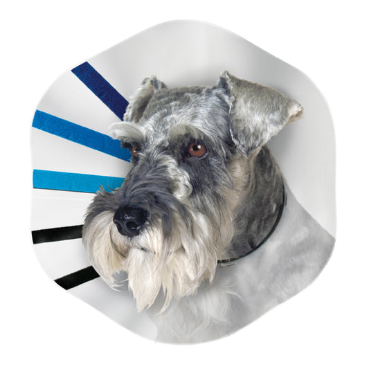 Kong Ez Clear Collar - Medium