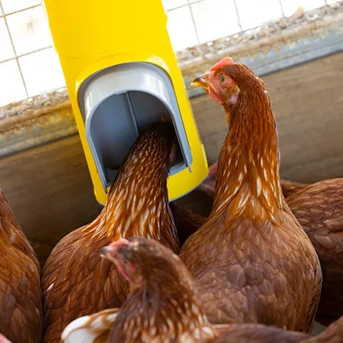 Bainbridge Chook Tower - Feeder 