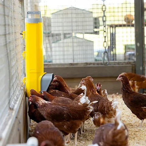 Bainbridge Chook Tower - Feeder 