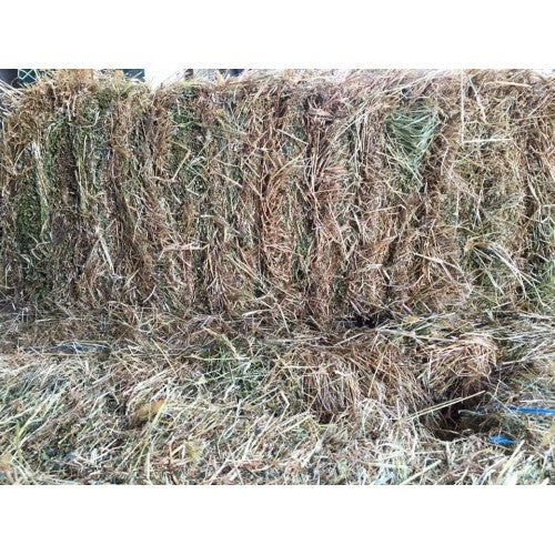 Pasture Hay Square Bale