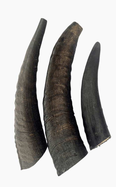 True Blue Aussie Goat Horns Chews For Dogs -3pc