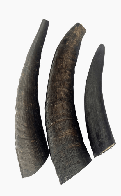 True Blue Aussie Goat Horns Chews For Dogs -3pc